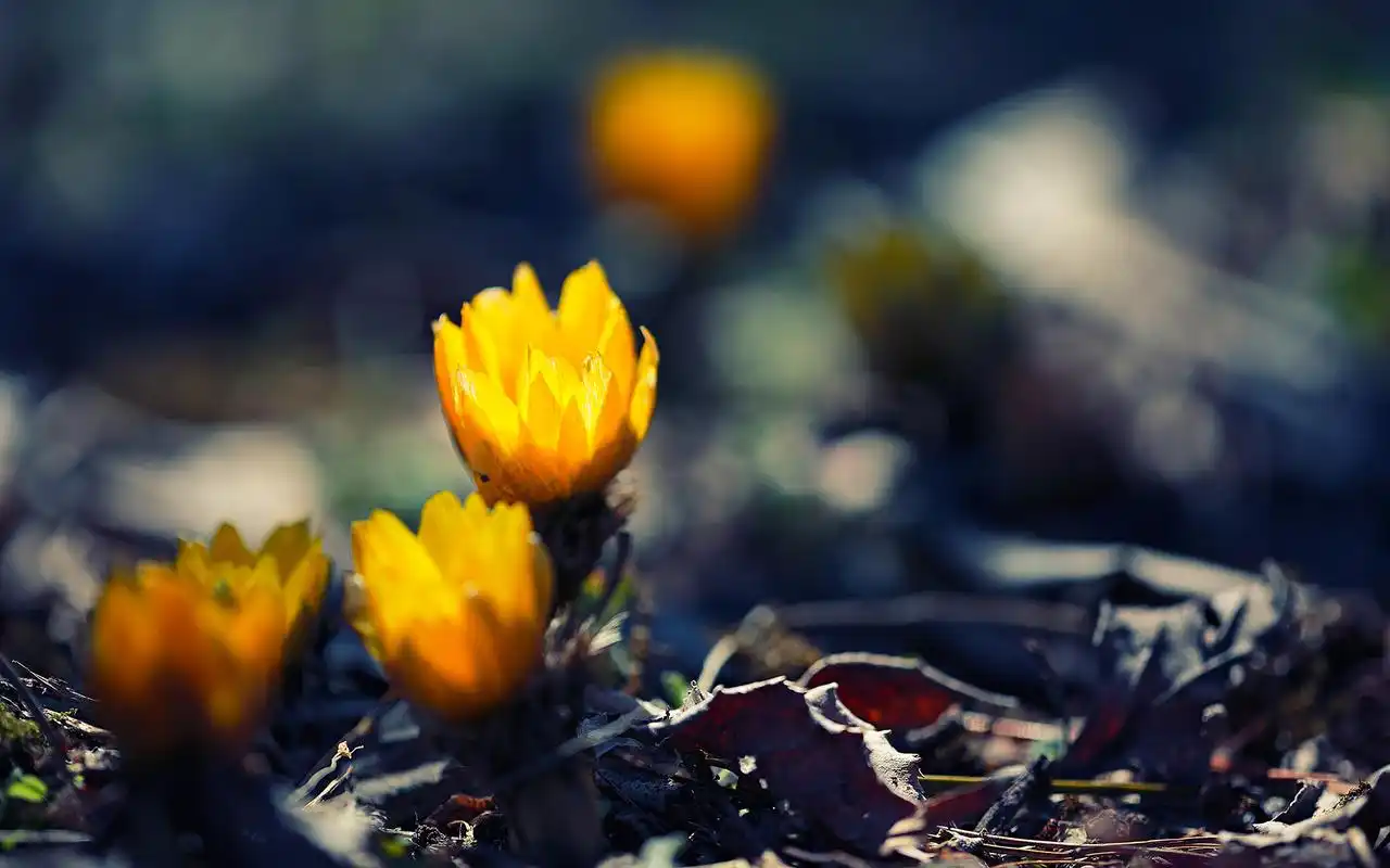 清新自然花卉植物win7电脑桌面屏保主题壁纸