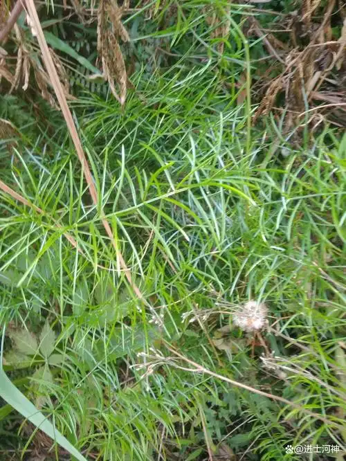 天门冬又名高丽参,天冬,是百合科天门冬属的多年生草本植物.