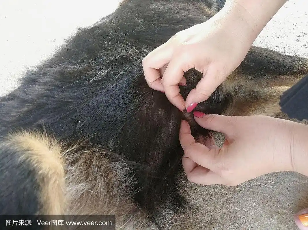 妇女帮助狗清除蜱虫-狗的保健理念