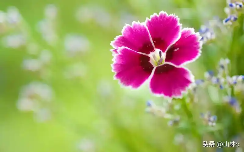 世界十大最美的花(世界十大最美的花朵)