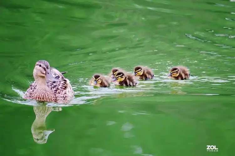 鸭妈妈带小鸭