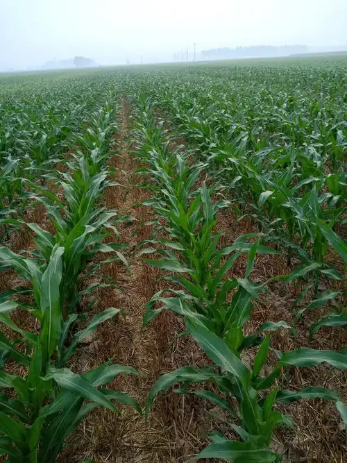 建强农资超市～部分玉米品种大田长势纪实