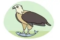 白头海雕简笔画