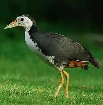 白胸苦恶鸟 它的叫声是不是"苦恶,苦恶,苦恶"的