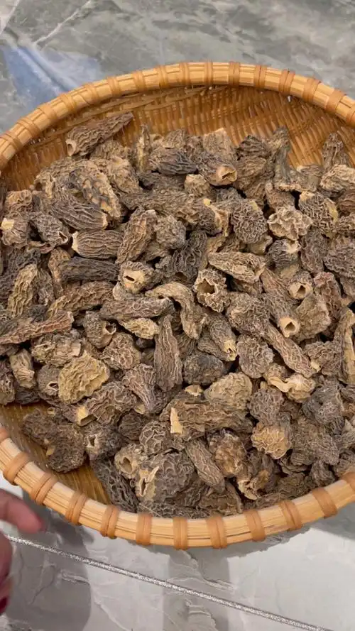 野生菌[得意] 95西藏野生羊肚菌95