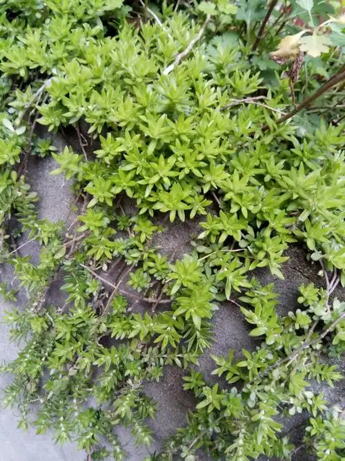 叶子有香气的话,就是地椒 又名野百里香,地姜,千里香,地椒叶,地角花.