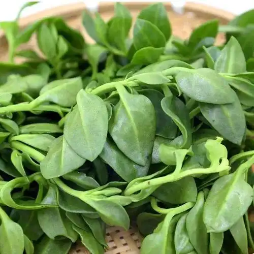 田七苗:补中益气,补血活血当归:润肠通便,活血化瘀,调经止痛石斛:疏