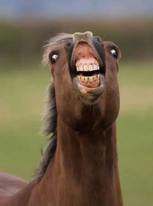 今日推荐沙雕马搞笑微信表情包金馆长表情包