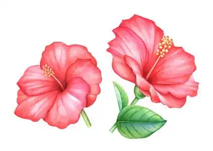 手绘芙蓉花图片-手绘芙蓉花素材-手绘芙蓉花插画-摄图新视界