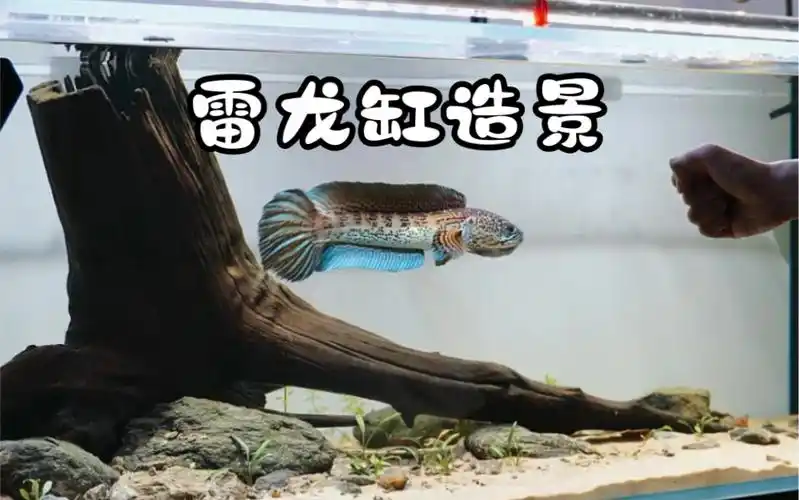 有手就行的雷龙缸造景来咯!