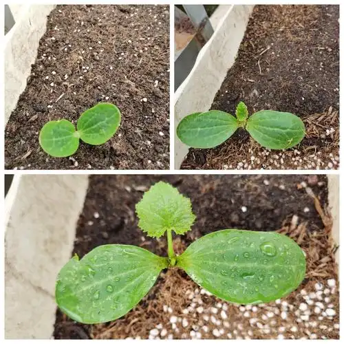 西葫芦生长过程【记录】