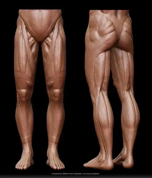 健身房身体各部位肌肉线条训练动作图示