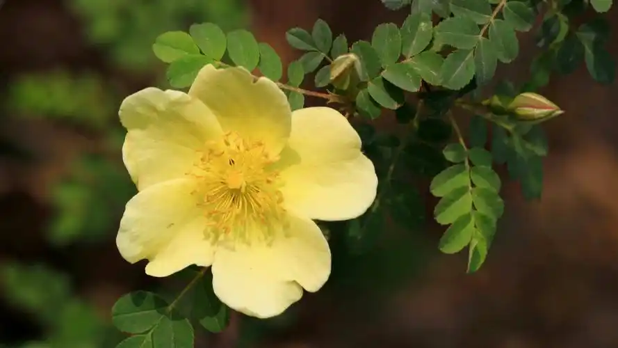 蔷薇科黄色刺玫花