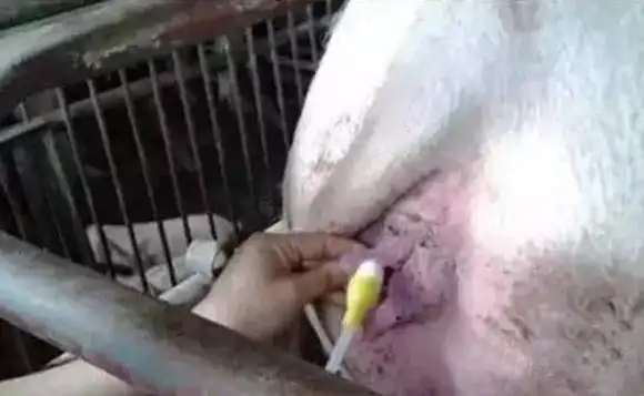 母猪又返情了这8大原因要知道