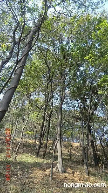 本人出售沙朴,朴树,买树的联系我