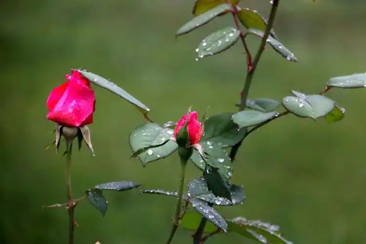 雨中玫瑰 (raining in rose garden)