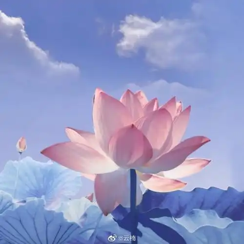 超好看的荷花头像,快叫你的妈妈换微信头像.#妈妈的荷花头像上新了