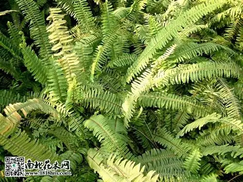 蜈蚣草的简介及作用功效