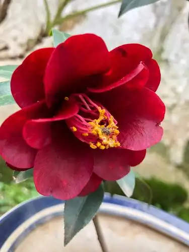 又是茶花盛开时(下)