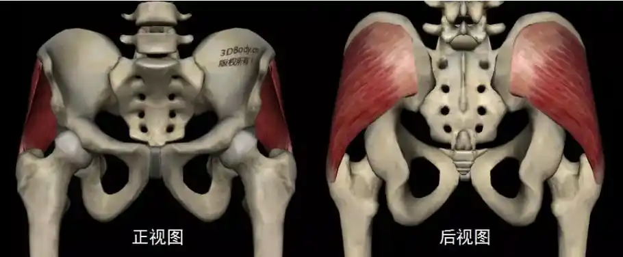 起点:起于髂骨翼外面,止点于股骨大转子.