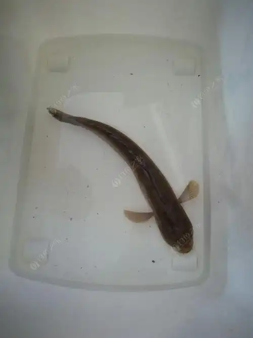 钓到龟头正雄 - 钓鱼之家