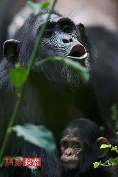 母黑猩猩风骚表面暗含护儿苦心