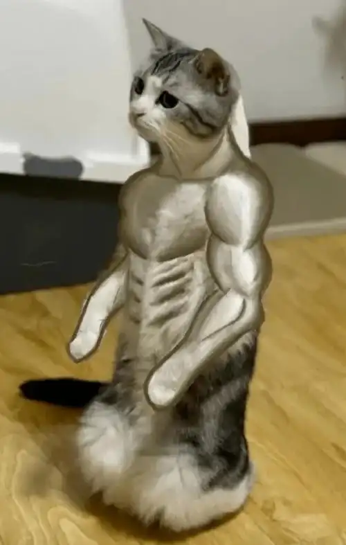 「开心食堂」猫都有肌肉了,而你呢?