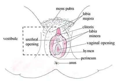 anatomy and physiology of the female reproductive system