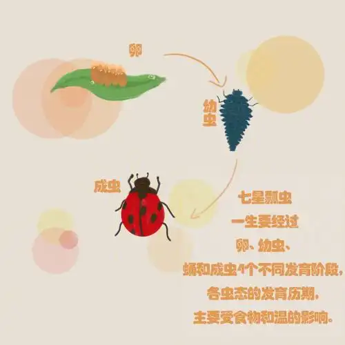 儿童绘本七星瓢虫的成长笔记来啦