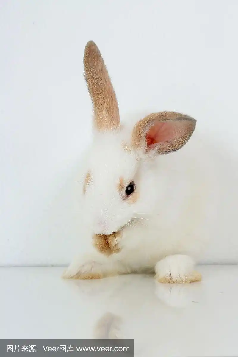 一只可爱的小白兔长着棕色的长耳朵站在白色的背景上,可爱的小兔子