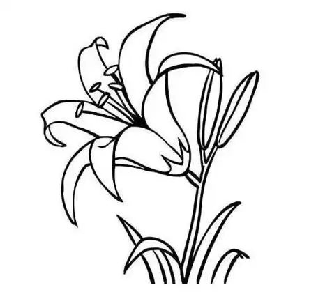 百合花简笔画