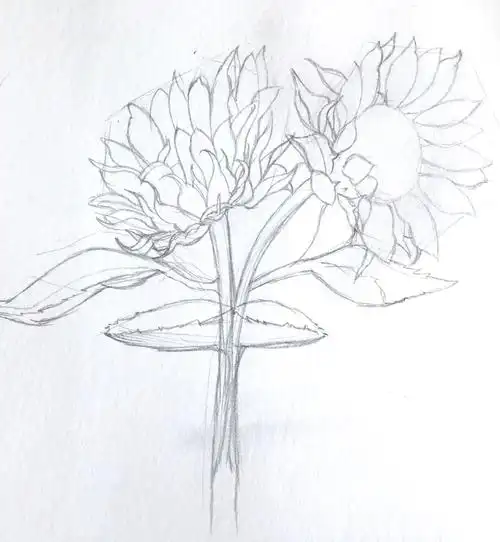 进一步刻画花朵的具体结构,画出每片花瓣的长势.