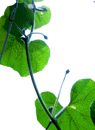 400_550竖版 竖屏gif 动态图 动图