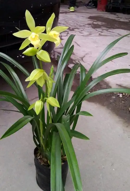 兰花图片大全大图 兰花图片大全大图(兰花图片大全大图高清) 生活