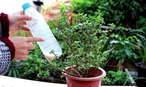 金枝玉叶,施肥,浇水