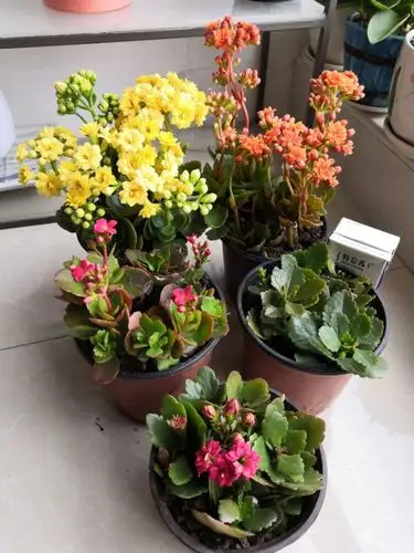 转让:25元一组长寿花