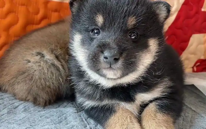 【黑柴】春天出生的柴犬宝宝满月了,精品黑柴狗宝宝品质很好.