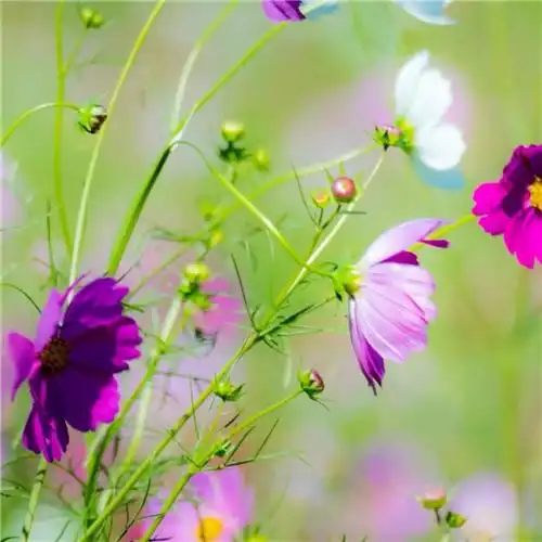 最美格桑花头像图片