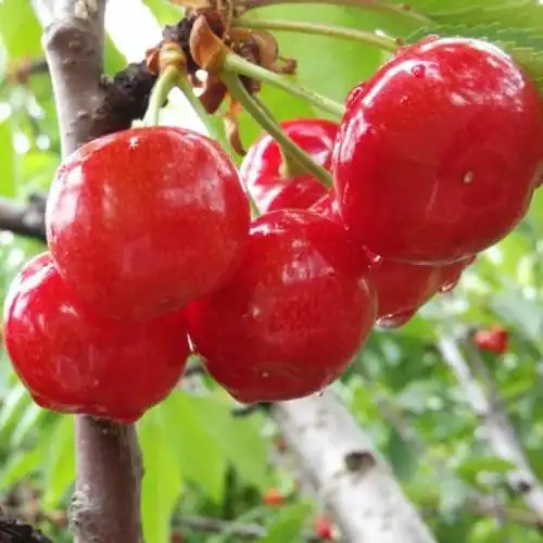 红灯樱桃酸酸甜甜好滋味