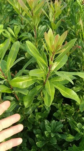 白杨梅(水晶)东魁杨梅叶片特征