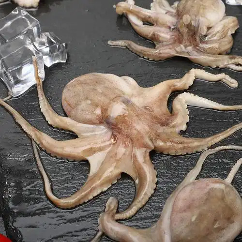 一折小八爪鱼 鲜活500