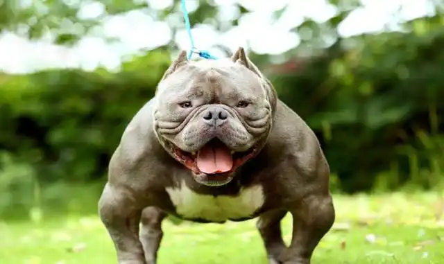 遇到赶紧跑!世界上最凶猛的十种狗,藏獒仅排第二!