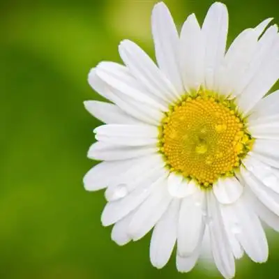 小清新花朵头像高清白色樱花特别适合女生使用的