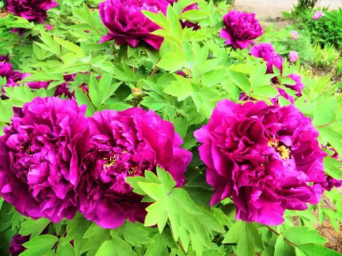 【牡丹花王一洛阳红】