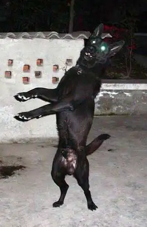 狼狗发狂血口大张咬人 受伤农妇惨不忍睹(组图)