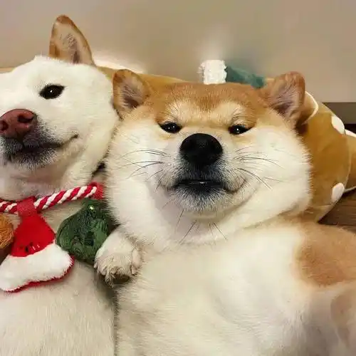 头像| 这组沙雕搞怪头像绝了_时间_轮换_所愿