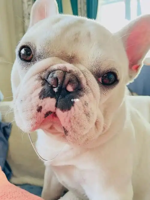 谁能拒绝一条拉丝的口水呢