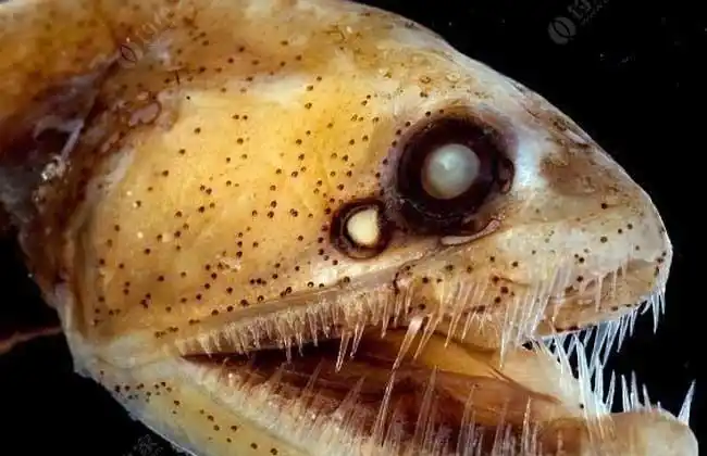 毒蛇鱼是什么鱼?