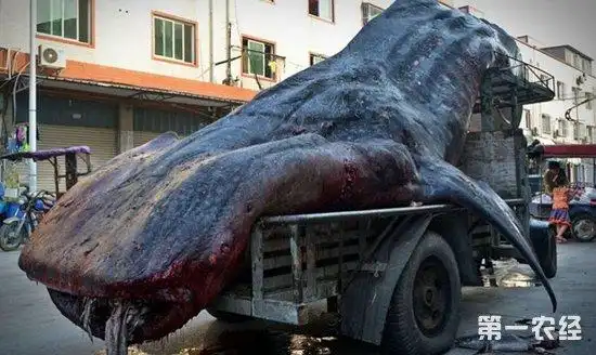 世界上最大的鱼有多大?