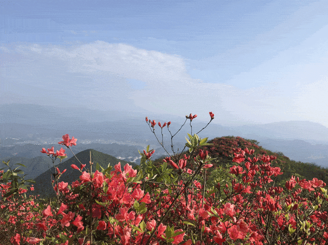 吸引了一波又一波的游客漫山遍野的映山红进入了盛放期,最近,旧县街道